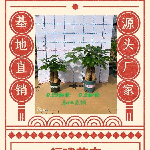 漳州发财树盆栽  三杆 五杆 加仑盆 基地源头厂家 自产自销 整
