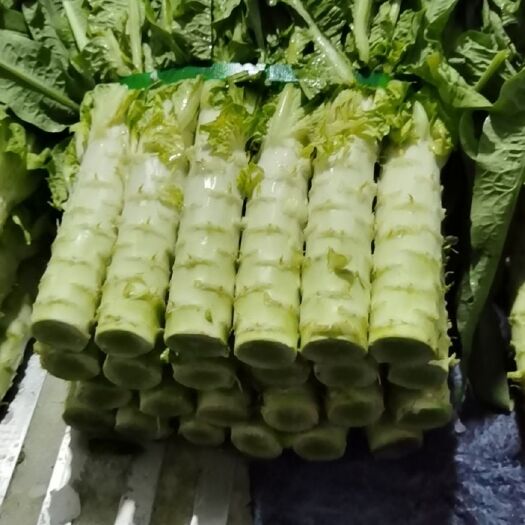  河北香河莴笋