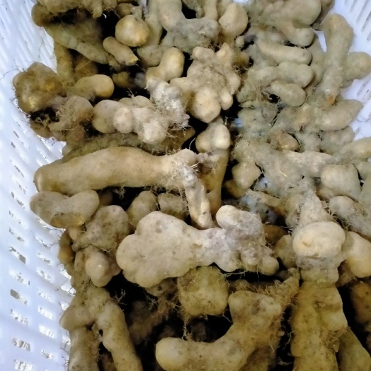 武穴市湖北武穴精品佛手山药