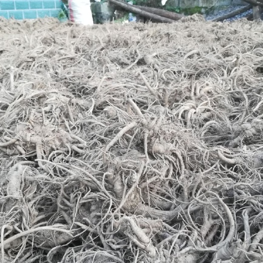独活