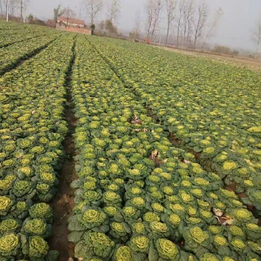 濉溪县小白菜 菊花心青菜