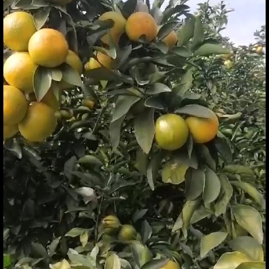 崇左崇左市大量红江橙上市