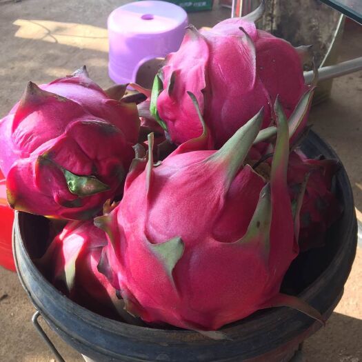 重庆市红心火龙果苗  蜜玄龙火龙果苗