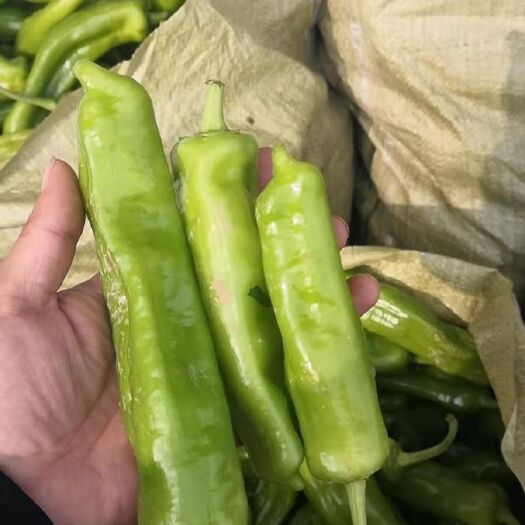 鹿邑县贝纳多青椒 河南青椒大量批发
