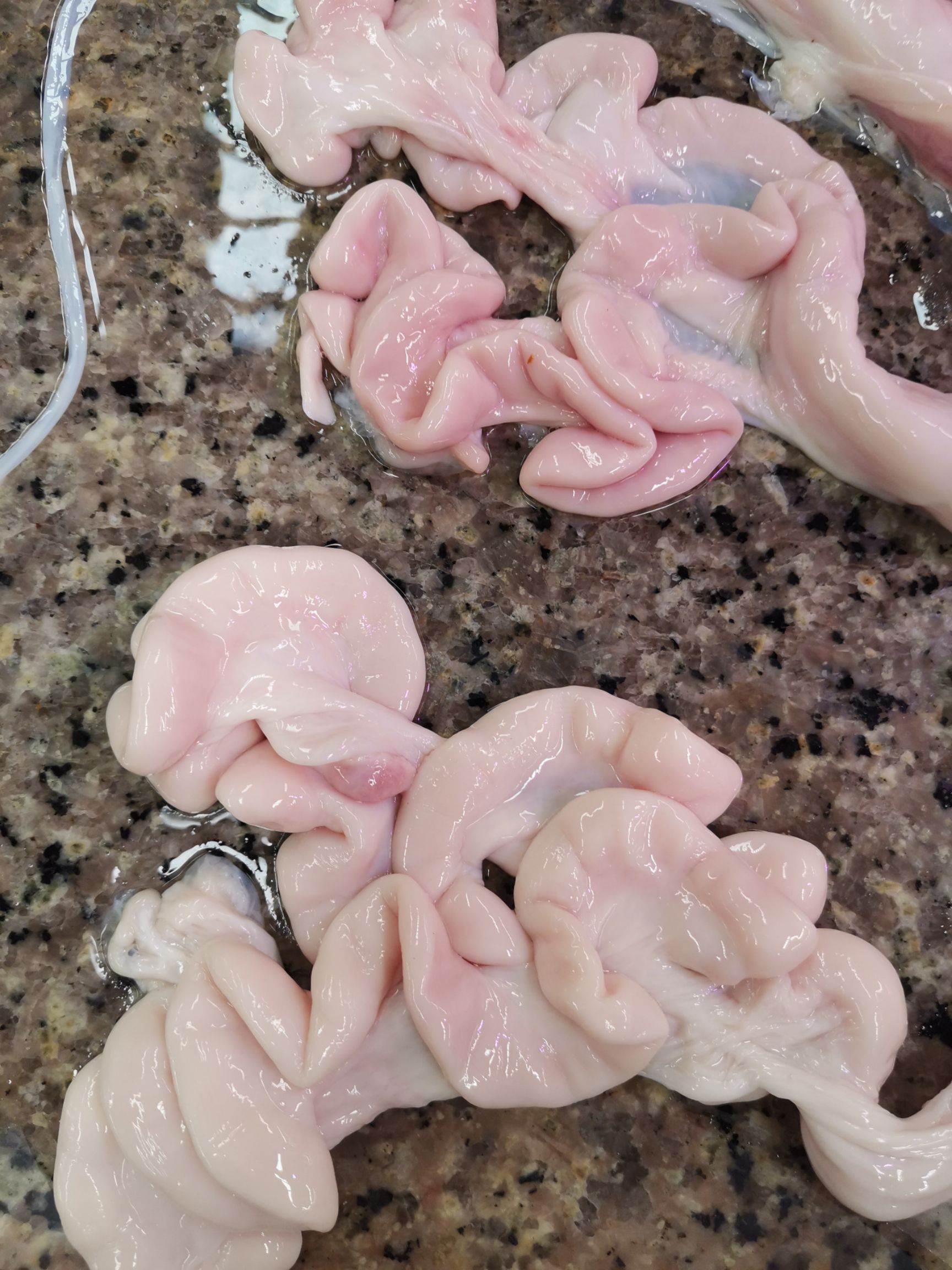 猪副产品 猪生肠