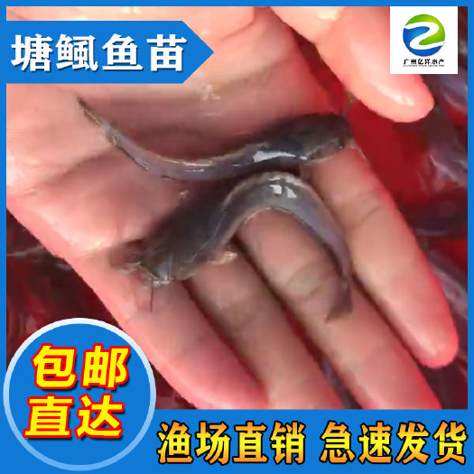 广州本地塘鲺  塘角鱼苗 4－6厘米 三黄塘鲺鱼苗  量大价优