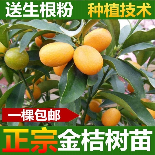 平邑县脆皮金桔苗  金桔苗，基地自繁自育，品种纯正，可实地考察，免费提供技术支持