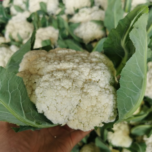 东台市白花菜花  【精品】有机花菜  产地大量供应 一手货源 全国代发