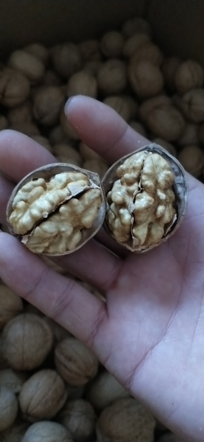 新货新疆纸皮核桃薄皮核桃厂家直销批发一件代发