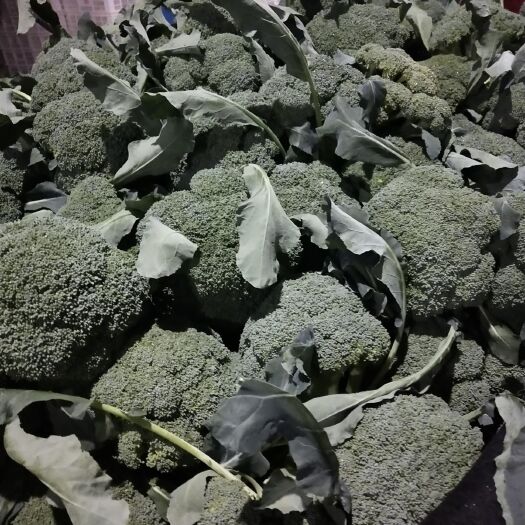 耐寒优秀西兰花 西兰花