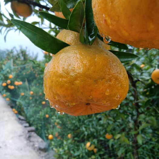 重庆市重庆黔江的百果坪芦柑，天然，无公害！请广大友们来品尝！