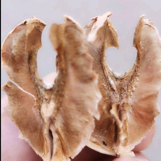 喀什市 核桃夹心木（分心木）