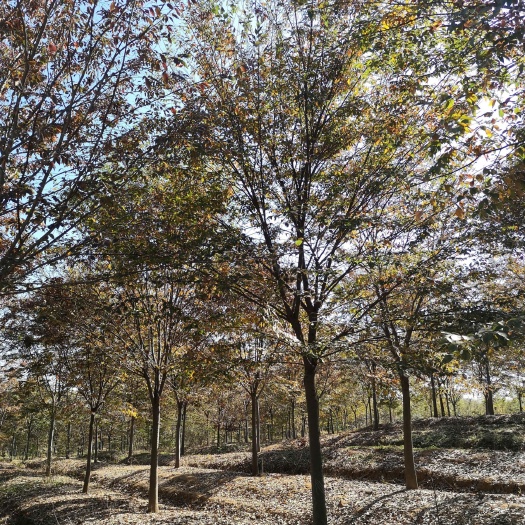 南京红榉 榉树价格/榉树规格齐全，基地大量榉树开售