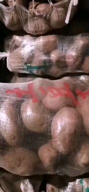 青薯9号土豆种子 原种 