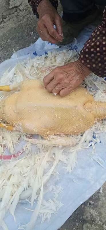 宾阳县菜鸭 青头母鸭