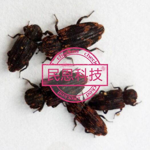 北京生物防治虫 生物虫  花绒寄甲厂家直销防治天牛科害虫，民恩科技，服务三农！