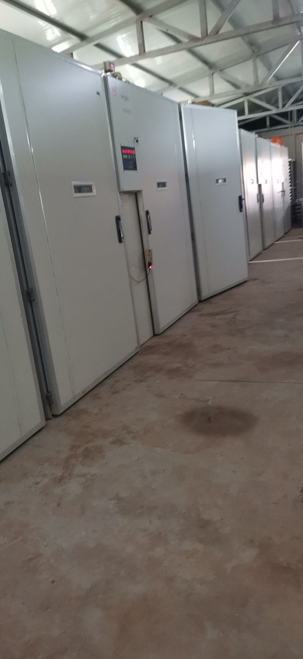 瑶鸡苗  红瑶黑瑶鸡苗 可分公母 长速快，提抗力强