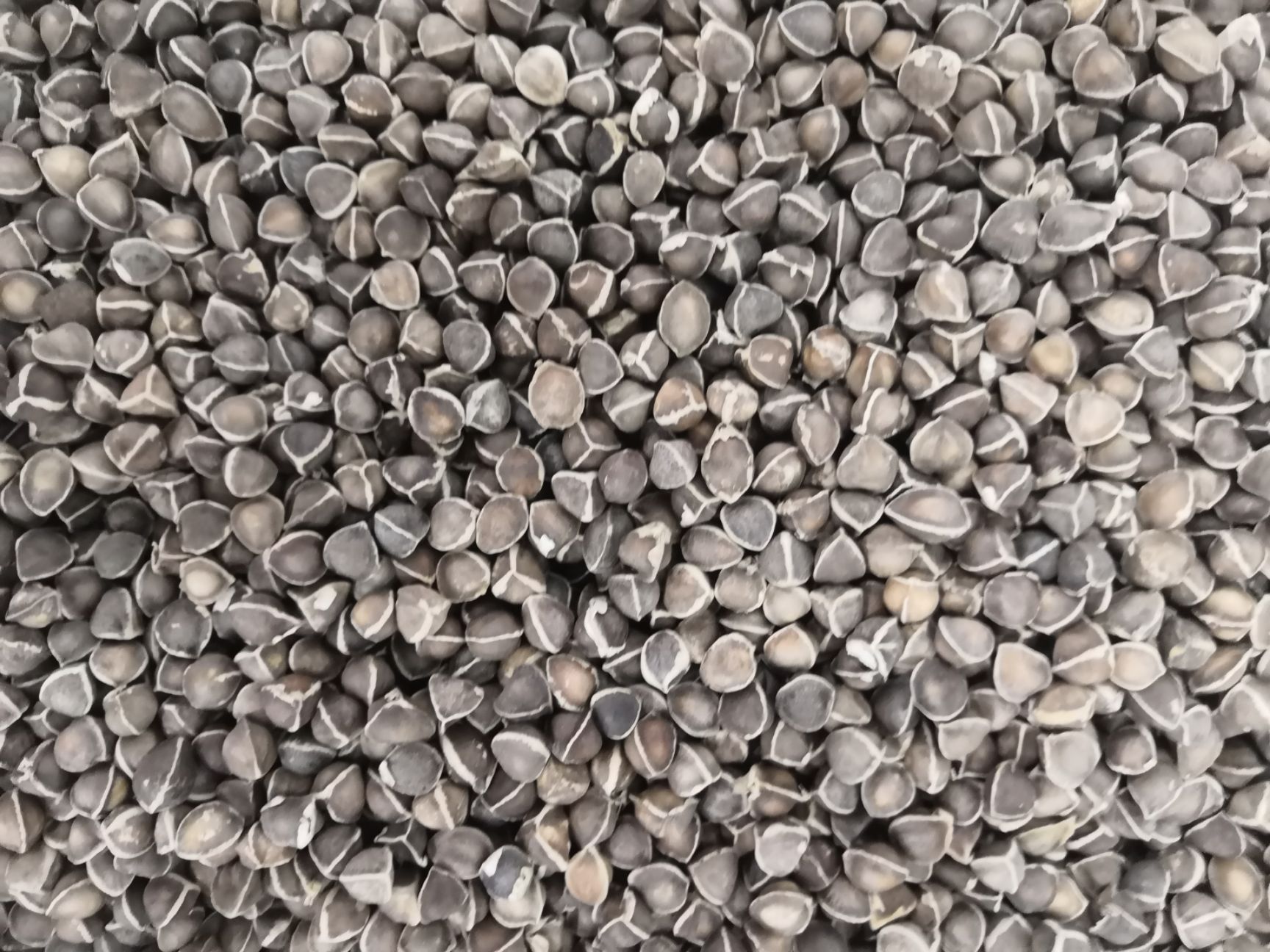 辣木籽 新货 各种规格 批发零售各种中药材