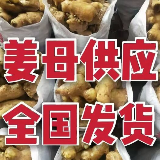 沂水县山东大姜母水洗姜母大量供应