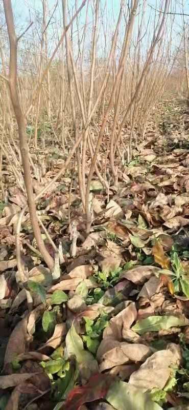 扶风县甜脆柿子苗 阳丰甜柿子树苗