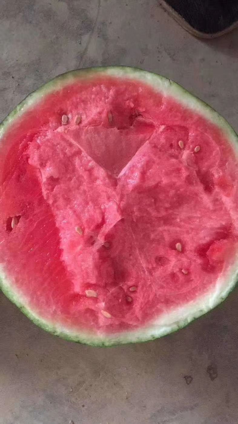 8424西瓜  夏邑大棚8424麒麟瓜美度