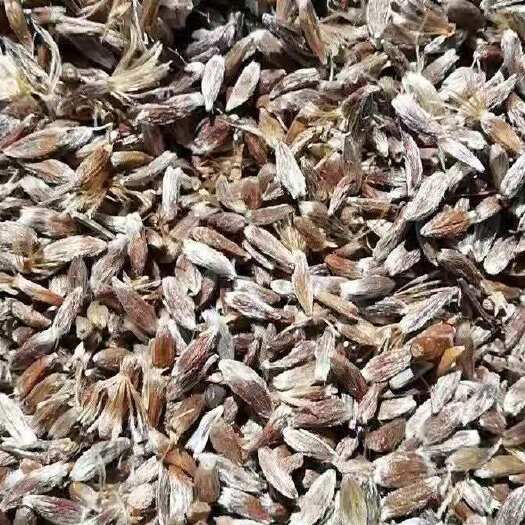 北票市东北苍术籽，干净无杂质，芽率高，朱砂点。