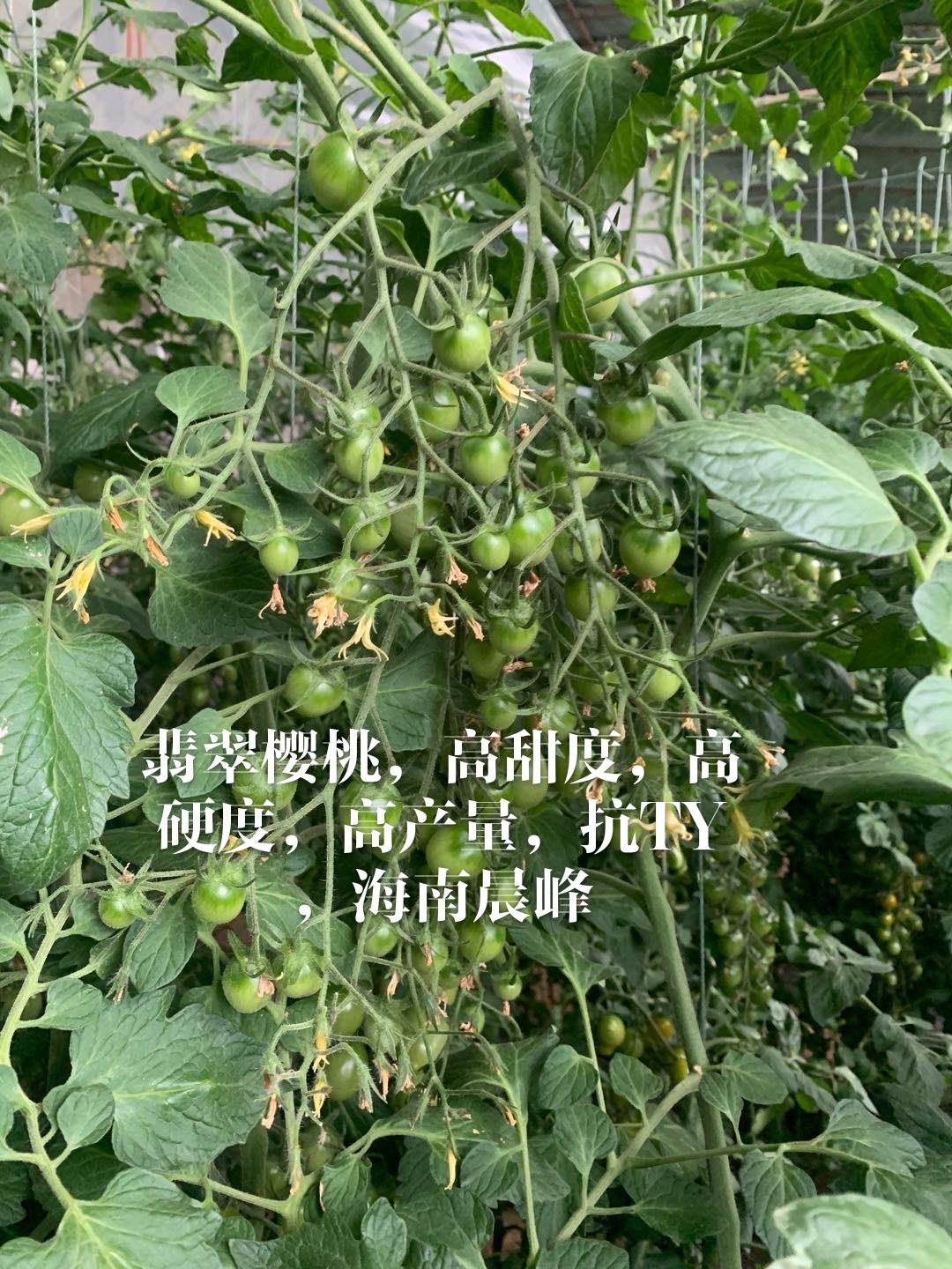 翡翠绿樱桃番茄种子，口感好，硬度好，耐裂果，抗病更强