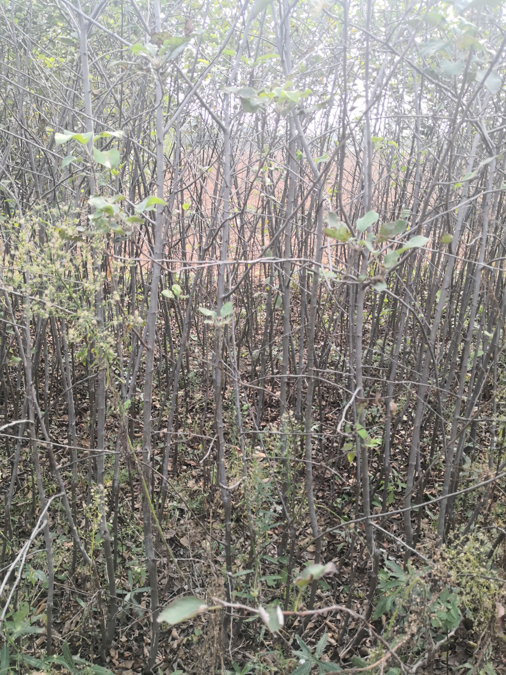 烟福苹果苗挂果早，个头大，适合盆栽，小院种植，果子口感好
