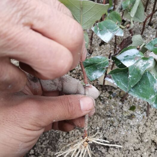 隆回县湘蕾一号金银花苗  湘蕾金银花苗  湘蕾金银花扦插苗