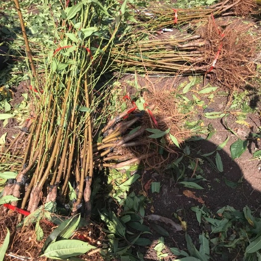 玉龙县丽江雪桃苗  丽江雪桃，口感甜脆，果子大，国庆节成熟！