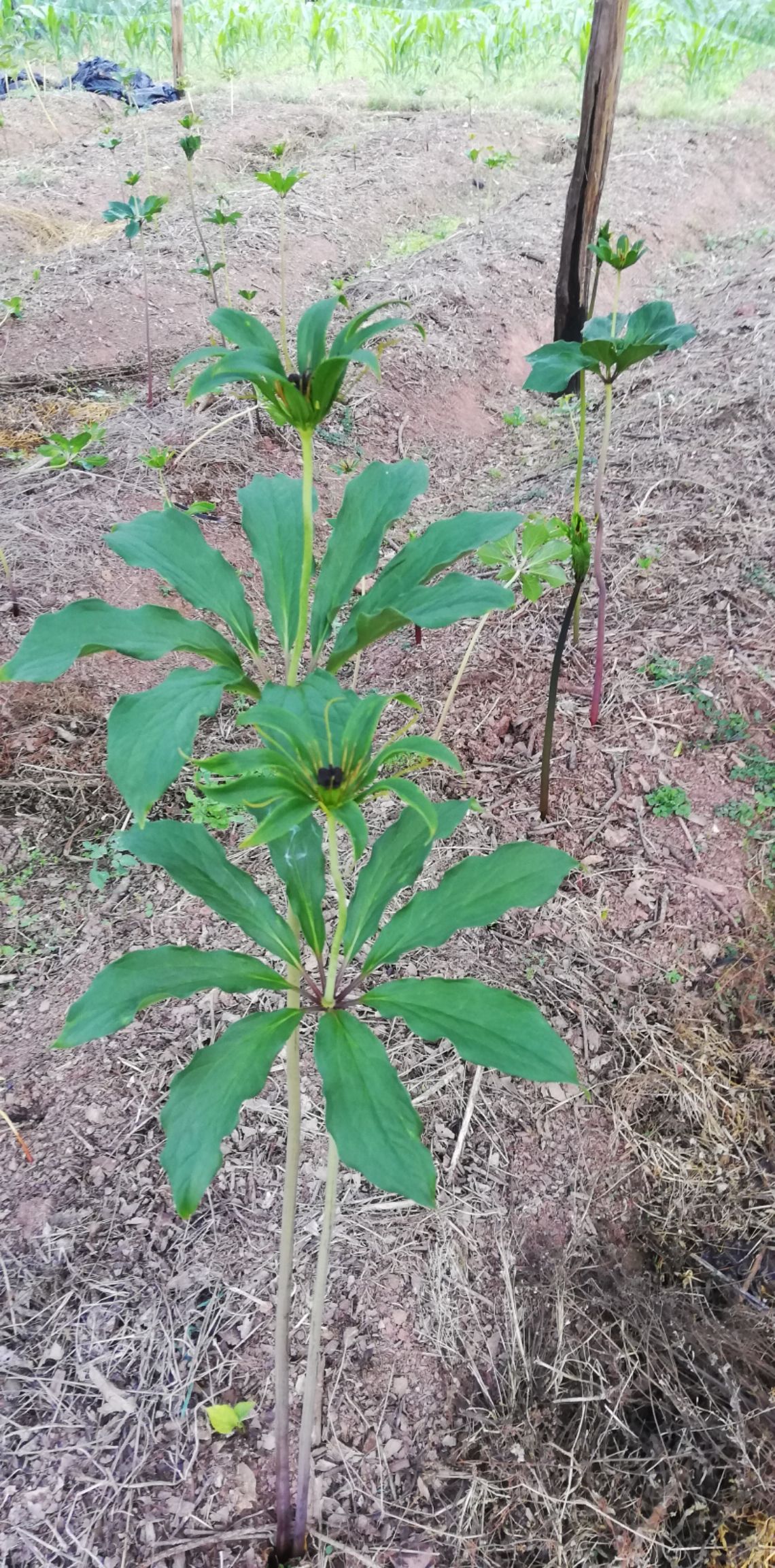 滇重楼 重楼 七叶一枝花