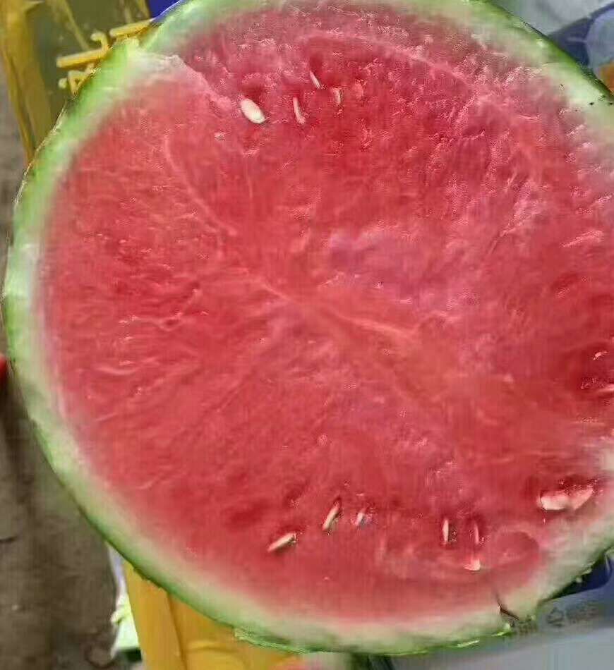 8424西瓜  夏邑大棚8424麒麟瓜美度