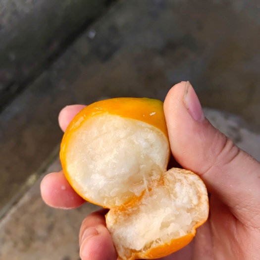 南丹县纯正融安脆蜜金桔