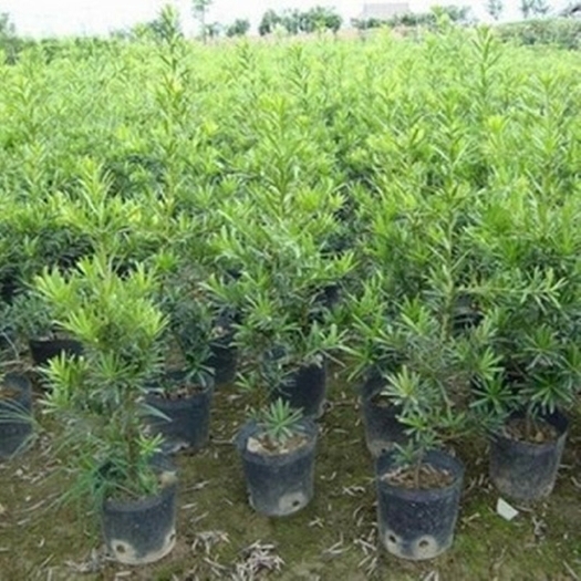 灵山县 正宗雀舌红芽黑珍珠小叶罗汉松树苗树米叶罗汉松小苗盆景素材盆栽