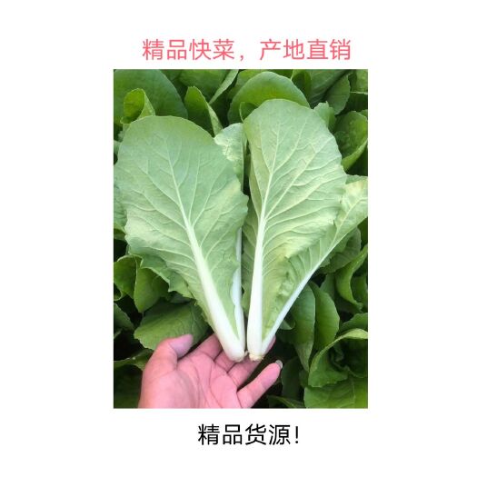 曹县山东叶菜快白菜  快菜！毛白菜！小白菜！块白！