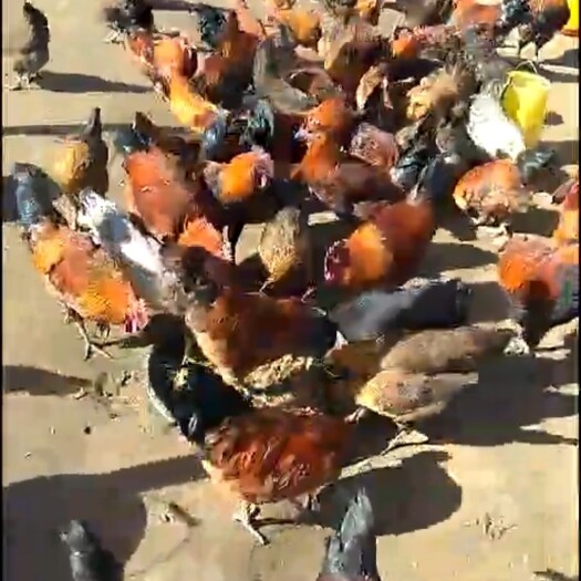 凤庆县 茶林纯种散养土鸡 每天阳光下成长