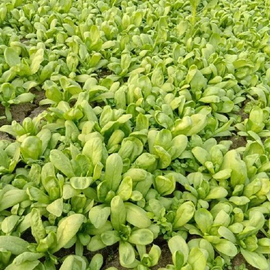 叶菜亩产多少(叶菜亩产多少斤)