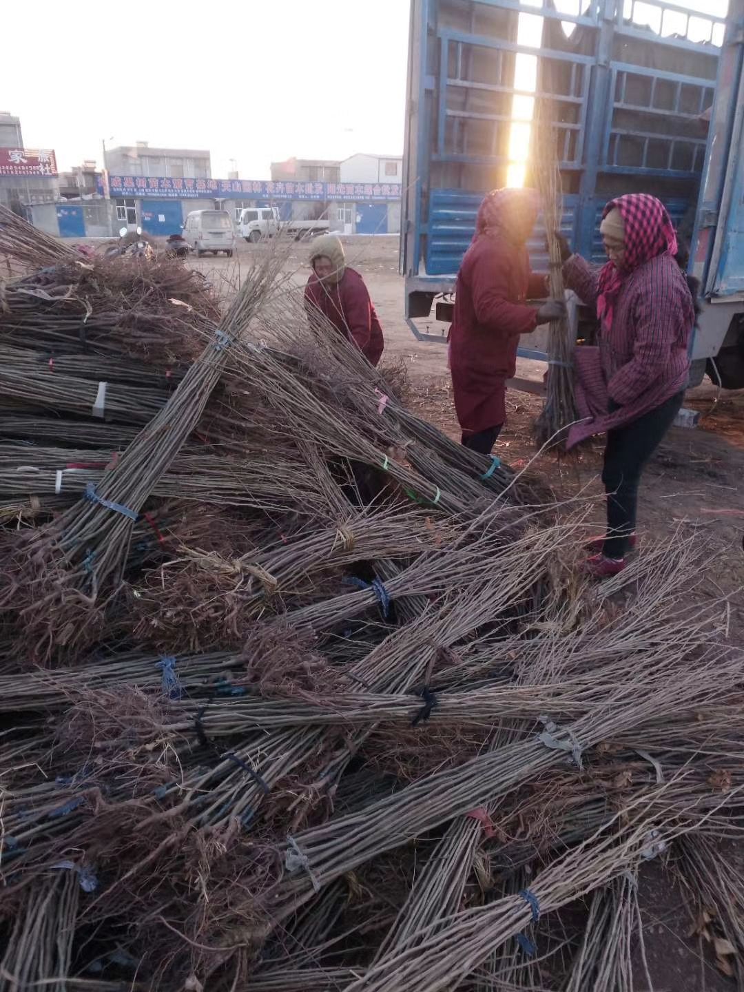 板栗苗:大红袍板栗苗，迁西板栗苗，泰山一号板栗苗农大一号板栗