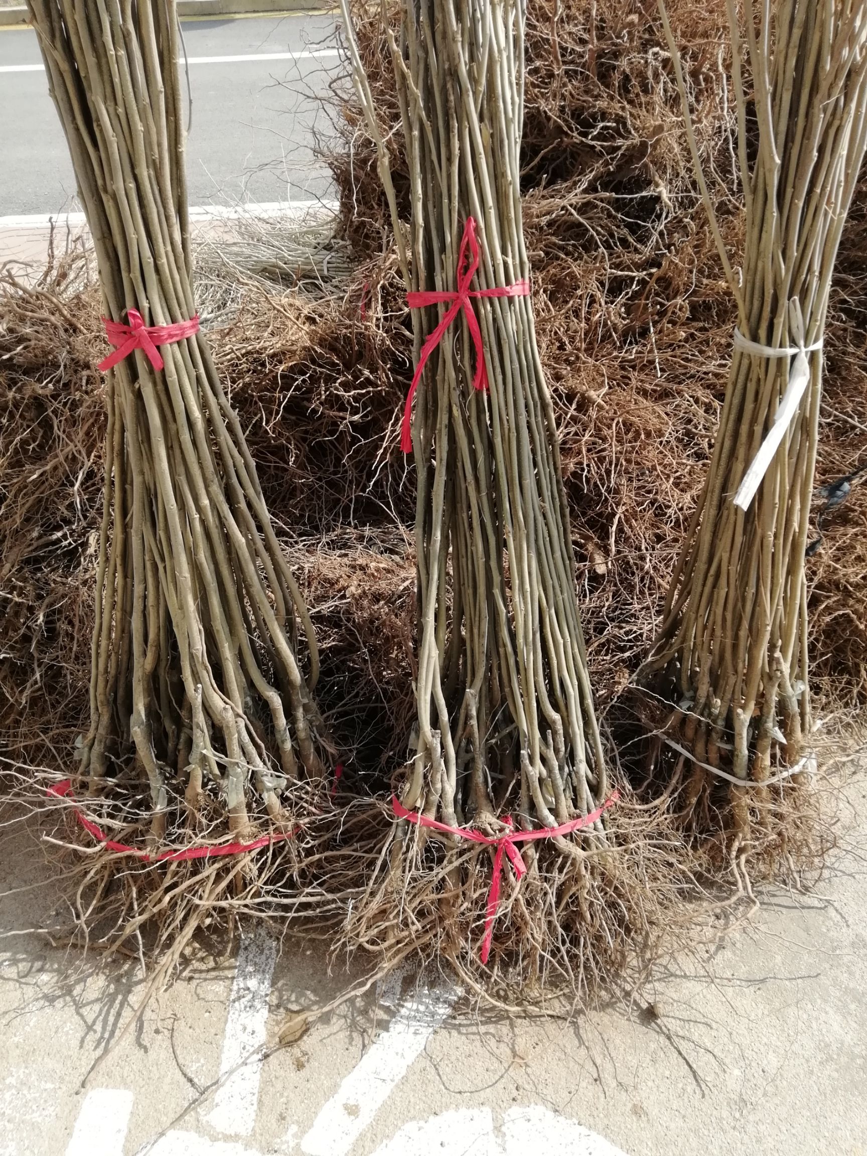 板栗苗:大红袍板栗苗，迁西板栗苗，泰山一号板栗苗农大一号板栗