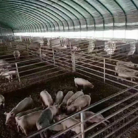 天津养殖大棚 养殖棚适合各种养殖行业，经济适用！