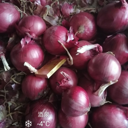 红皮洋葱  甘肃紫葱
