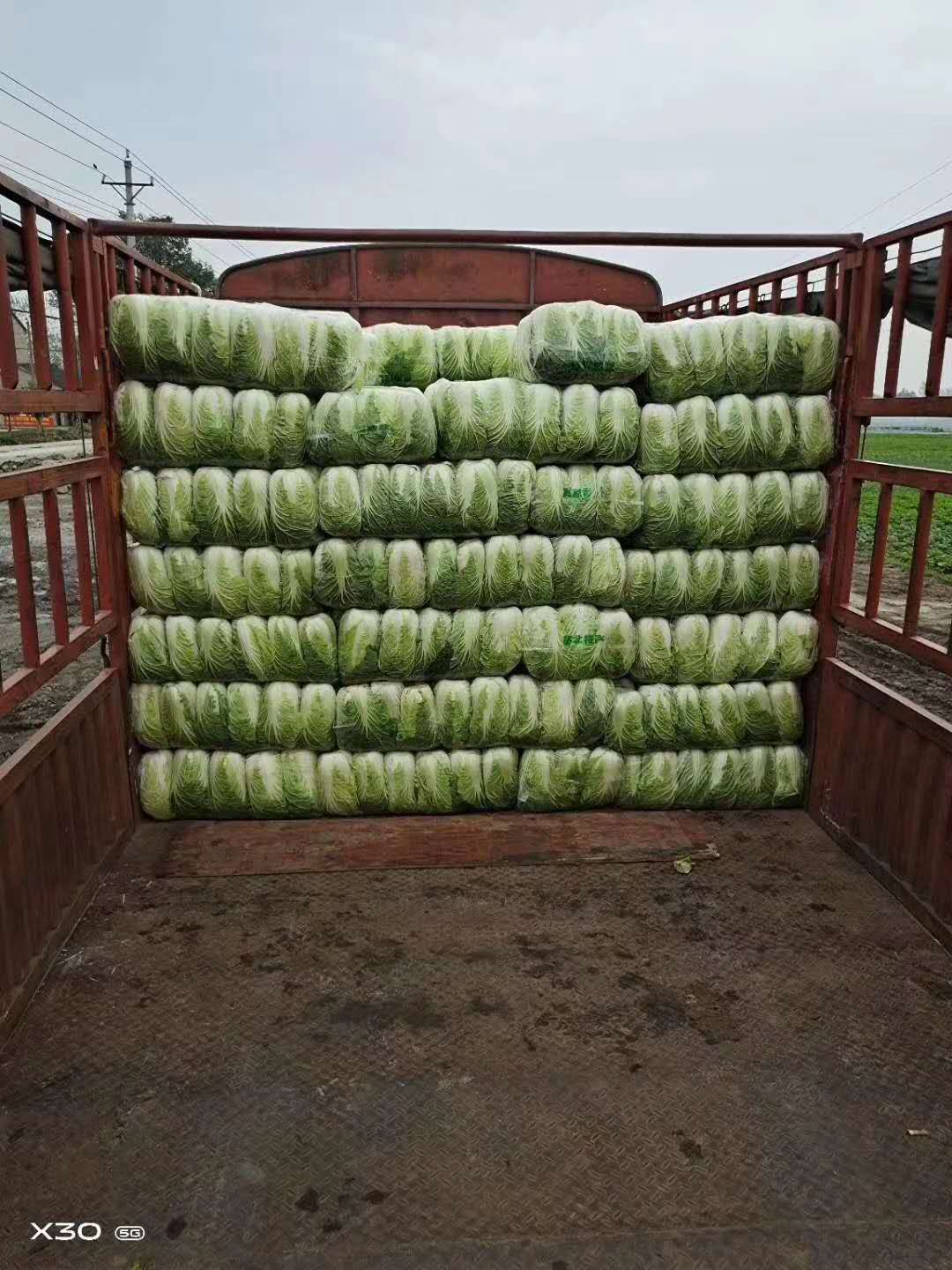黄心大白菜大量上市     供应量大产地直发