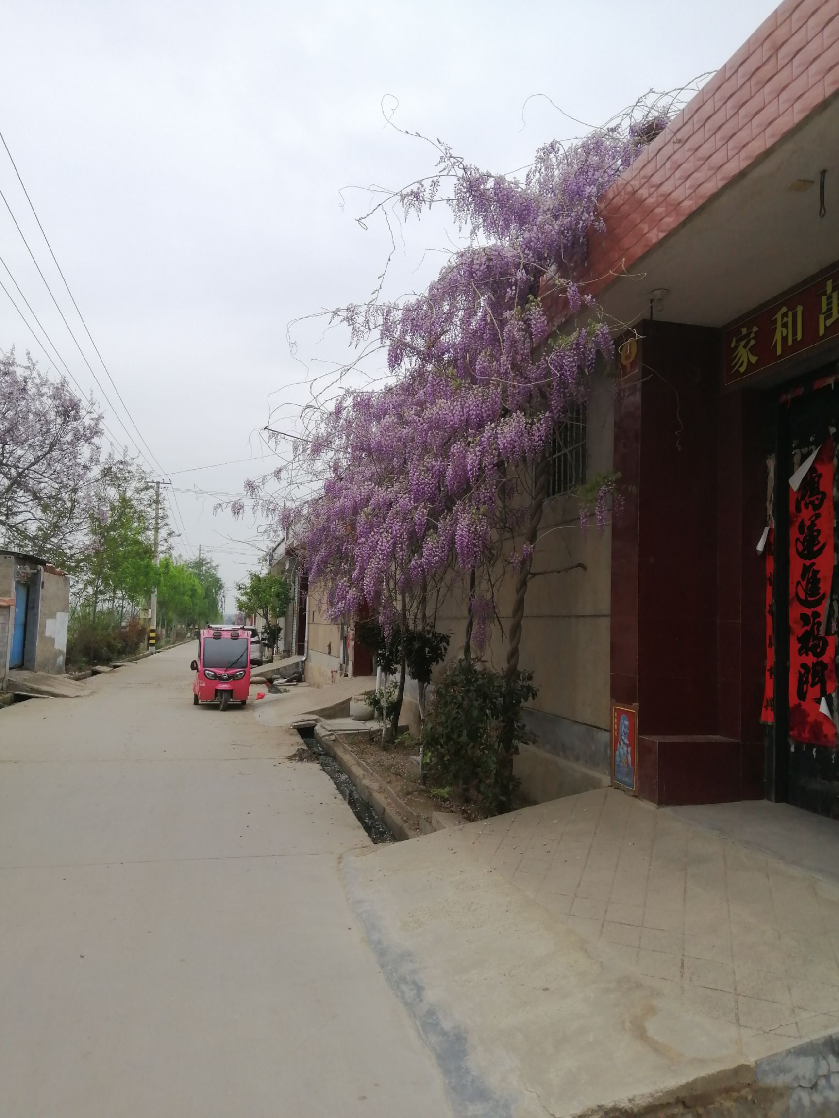 多花紫藤  多花 紫藤苗 现挖苗 粗度大  庭院美化 易成活