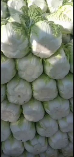 定州市玲珑黄白菜  白菜冬储存时间，需要的联系我