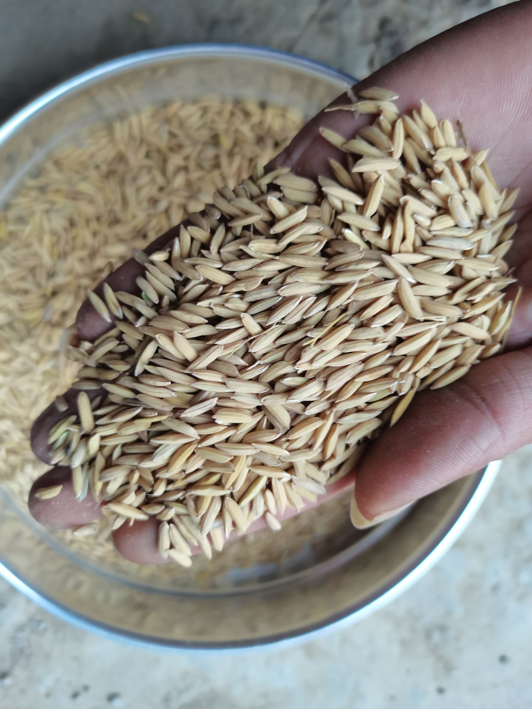 麻城市杂交稻  优质稻，22年长粒优质稻，重金属不超，有烘干，有嗮