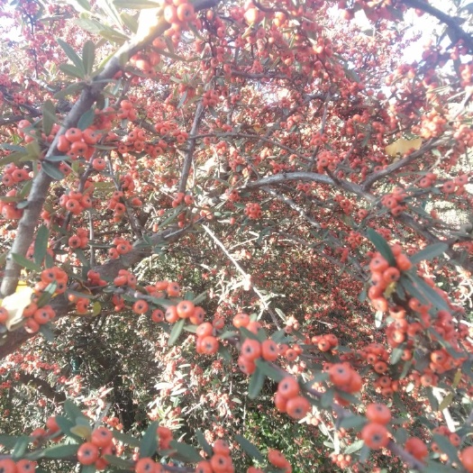 昆明 沙果