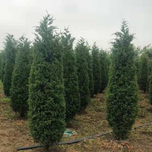 沭阳县蜀柏  蜀桧柏