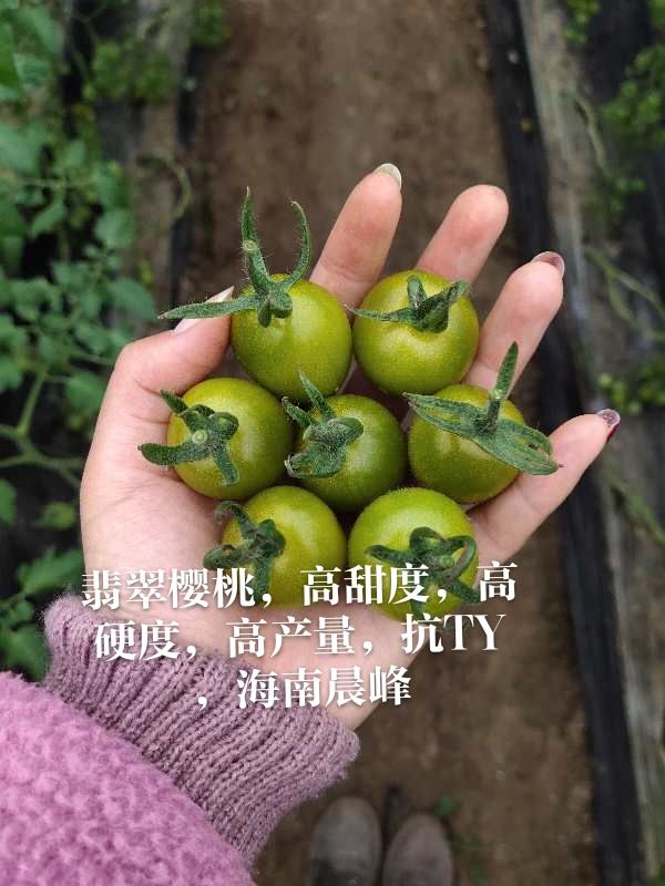 翡翠绿樱桃番茄种子，口感好，硬度好，耐裂果，抗病更强
