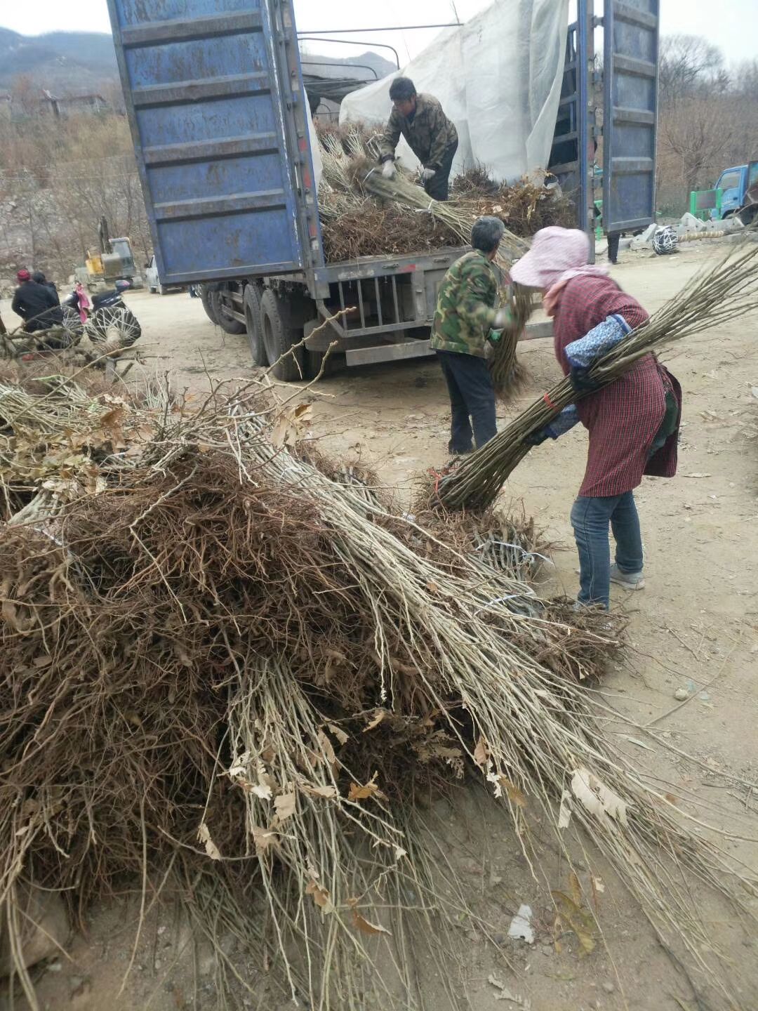 板栗苗:大红袍板栗苗，迁西板栗苗，泰山一号板栗苗农大一号板栗