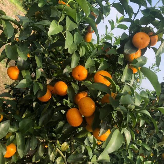 桂林沙糖桔 砂糖橘